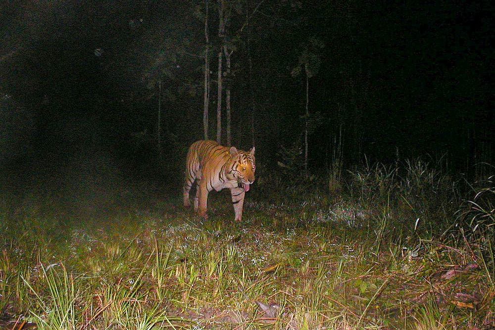Знімок останнього тигра в Камбоджі, зроблений на камеру 2017 року