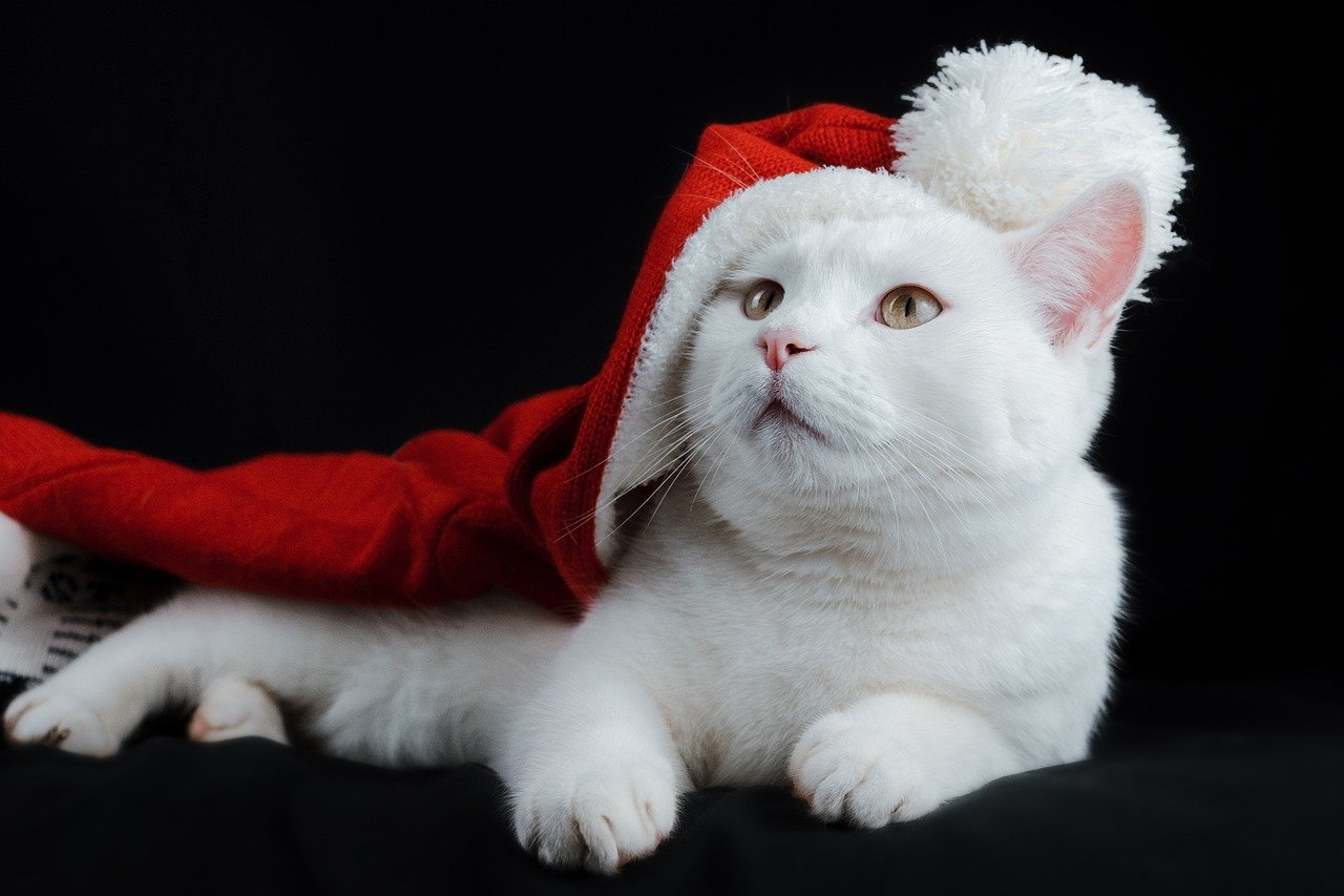 bílá kočka v červeném Santa klobouku