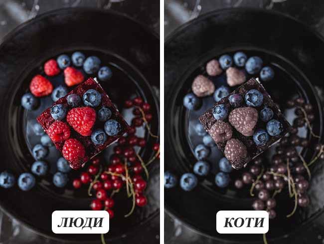 10 фотографій про те, як бачать тварини