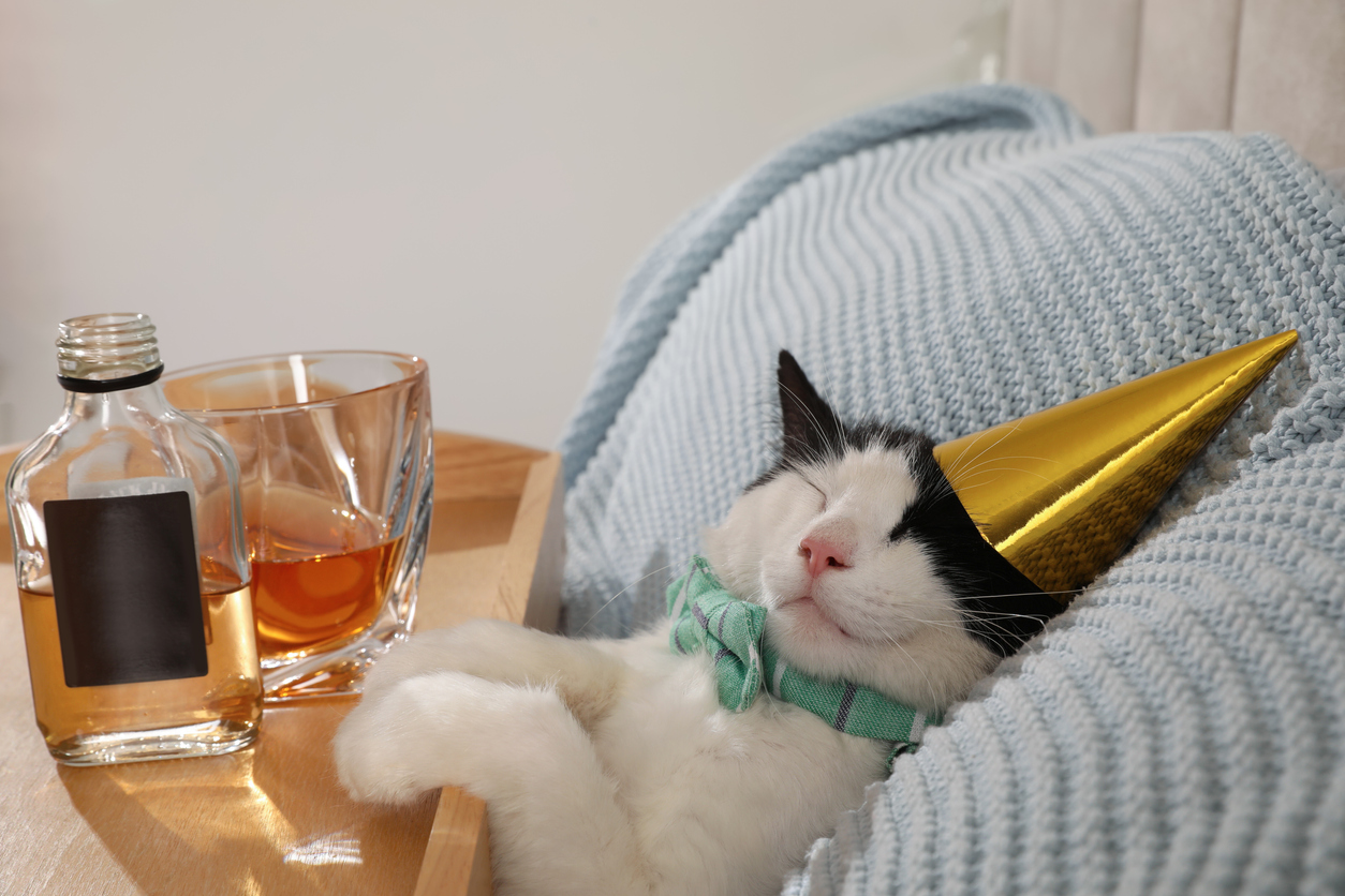Roztomilá kočka nosí klobouk na párty u tácu s whisky doma. Kocovina po párty