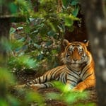 Тигр байдикує в Рантхамборі в Індії