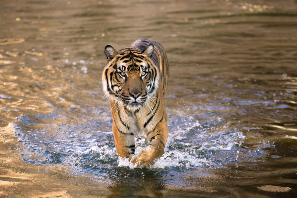 країни, де можна побачити тигрів у дикій природі