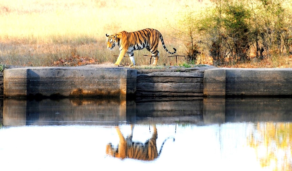 Тигр у національному парку Бандхавгарх