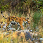 Тигр перетинає русло річки в гостях у Джима Корбетта
