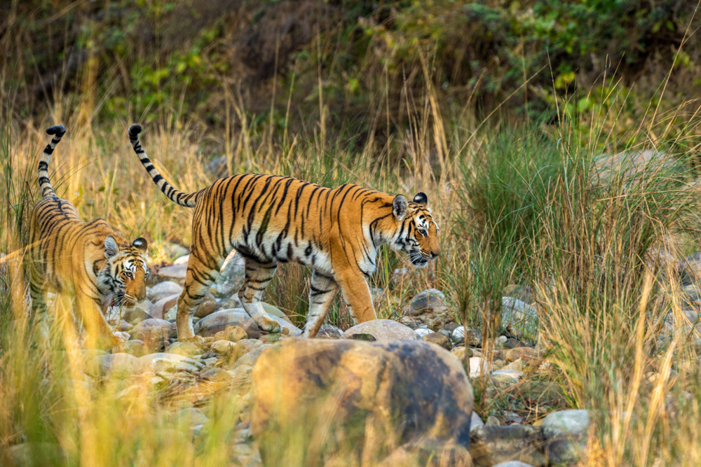 Тигр перетинає русло річки в Індії – країни, де можна побачити тигрів у дикій природі