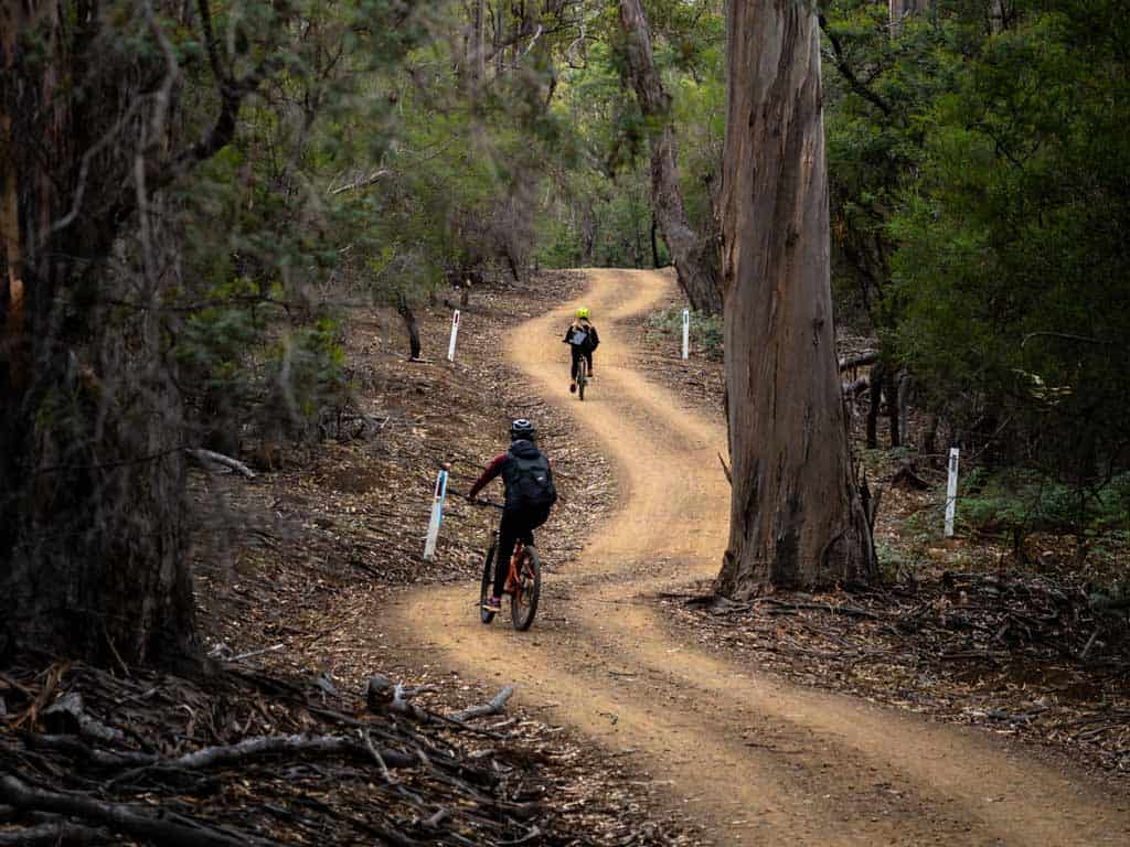 Їзда на велосипеді крізь дерева