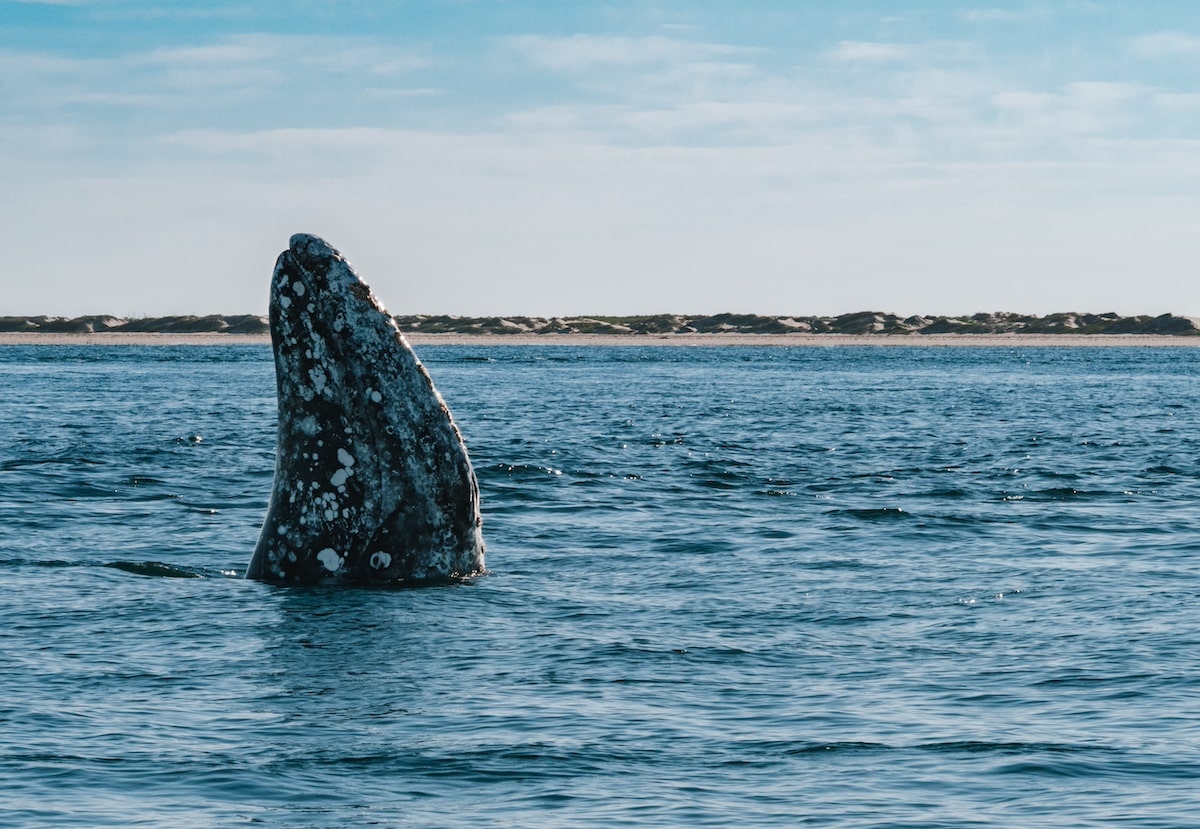 Сірий кит спливає на поверхню в затоці Магдалена, Нижня Каліфорнія Sur