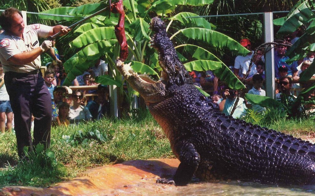 ᐈ 5 найбільших крокодилів у світі - великі крокодили - самі великі 2024