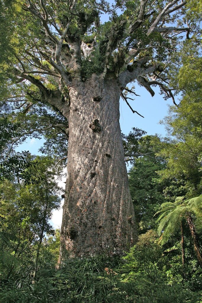 ᐈ 5 найбільших і найвищих дерев у світі - великі дерева - самі великі 2024
