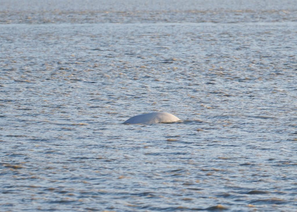 beluga point whale watching