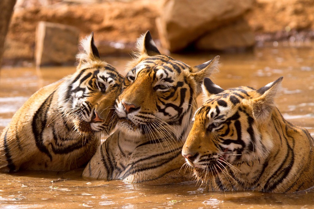 Сім'я тигрів