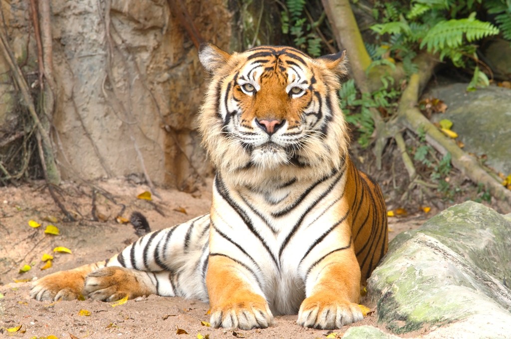 Majestic Bengal Tiger