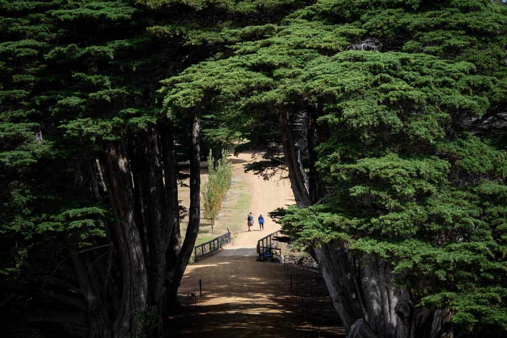 Тунель дерев