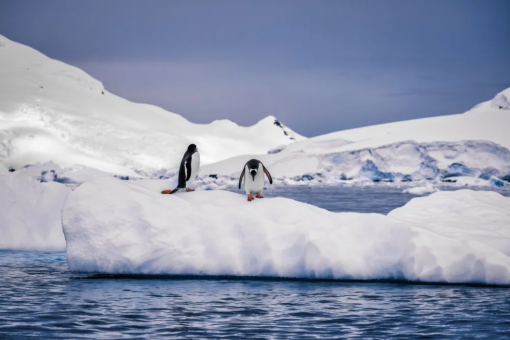 пінгвіни на льоду в Антарктиді містяться в нашому списку книг