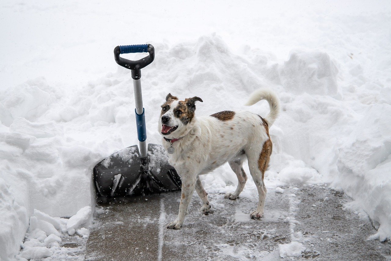 strakatý pes ve sněhu, odhazuje příjezdovou cestu