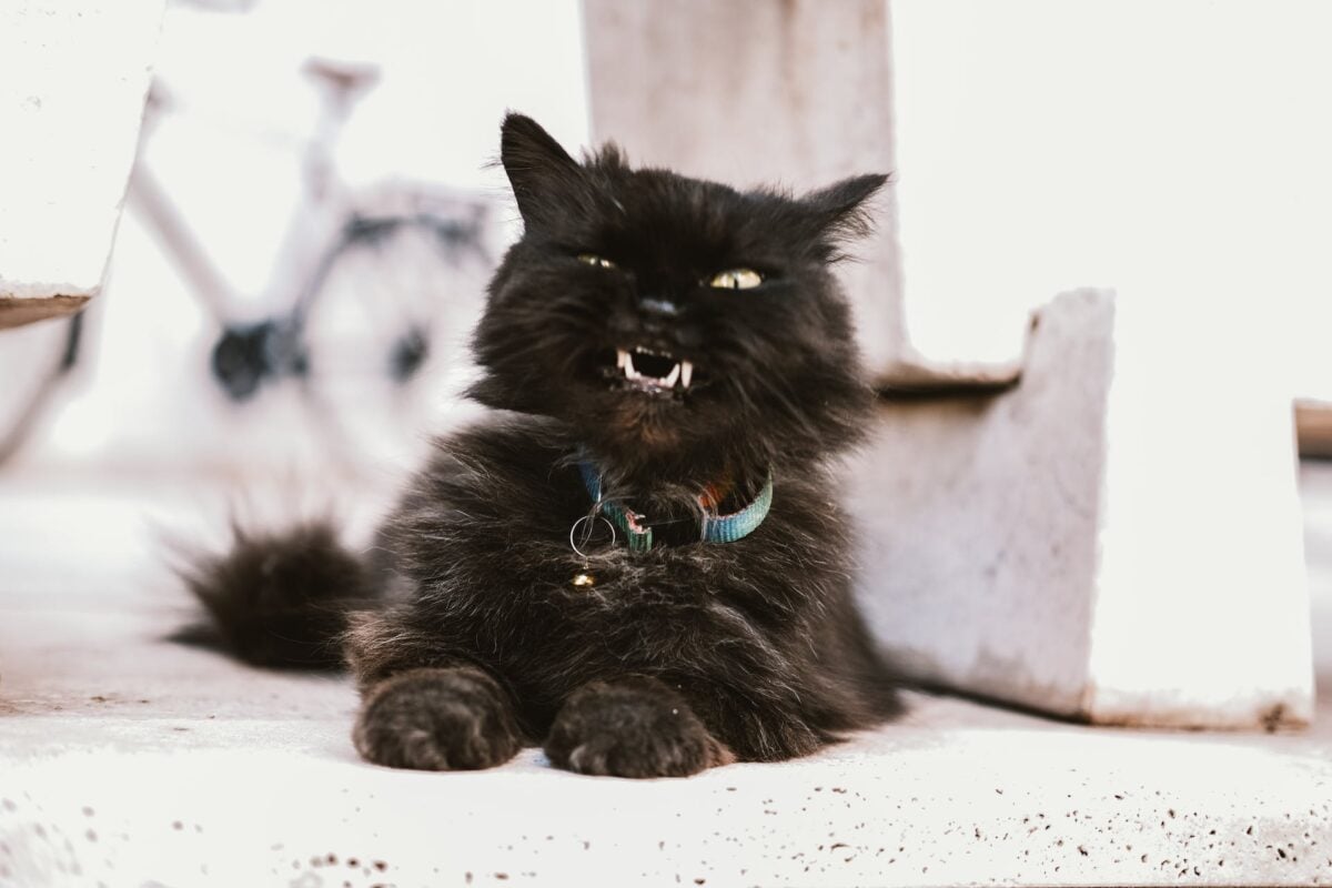 načechraná černá kočka šustí