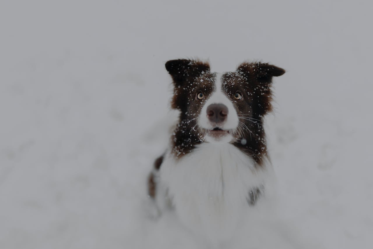 černobílý pes ve sněhu