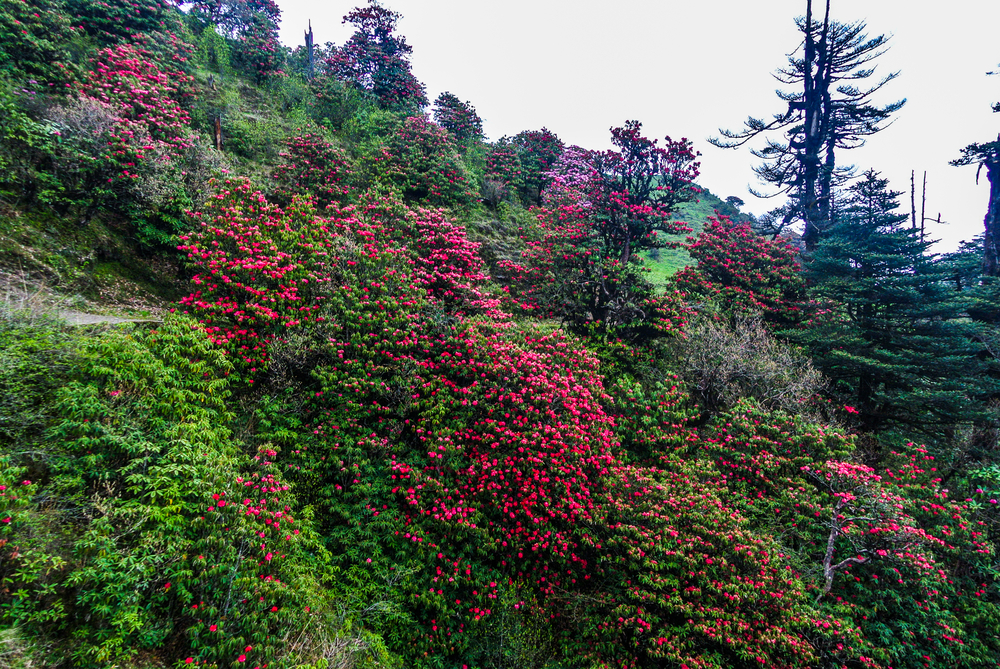 rhododendron-trek sandakphu