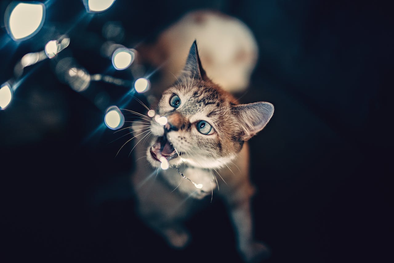 kočka žvýká vánoční osvětlení