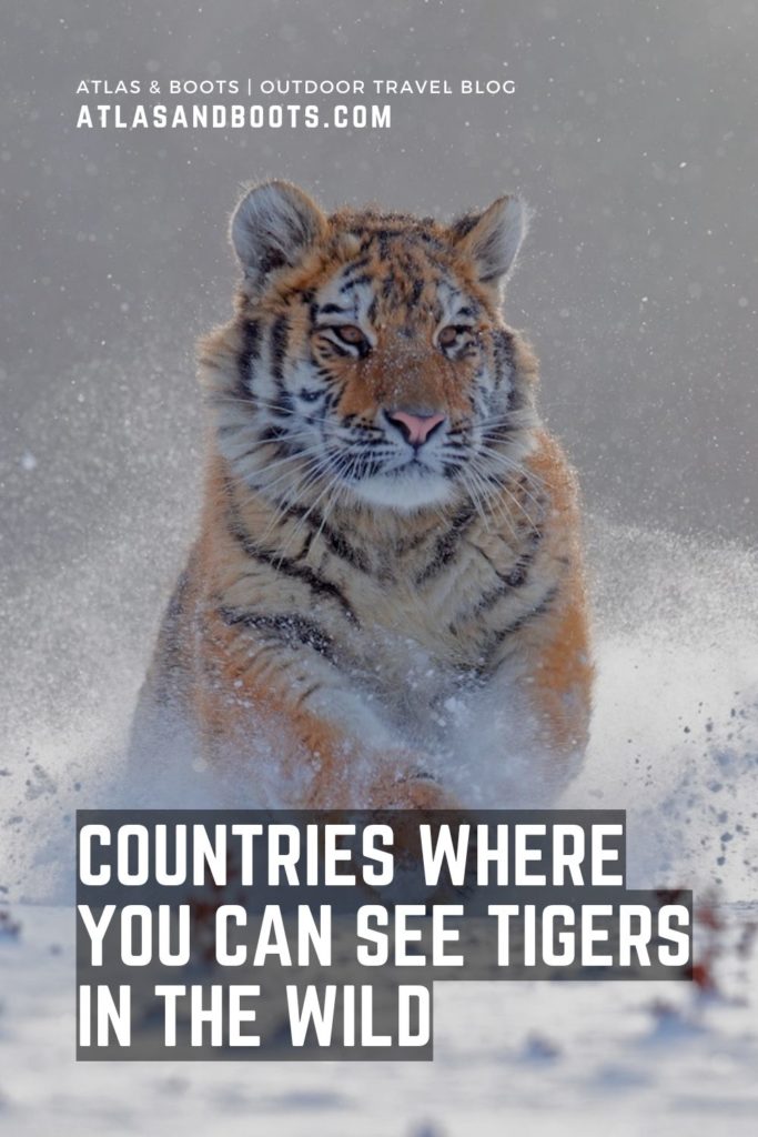 країни, де можна побачити тигрів у дикій природі Pinterest pin