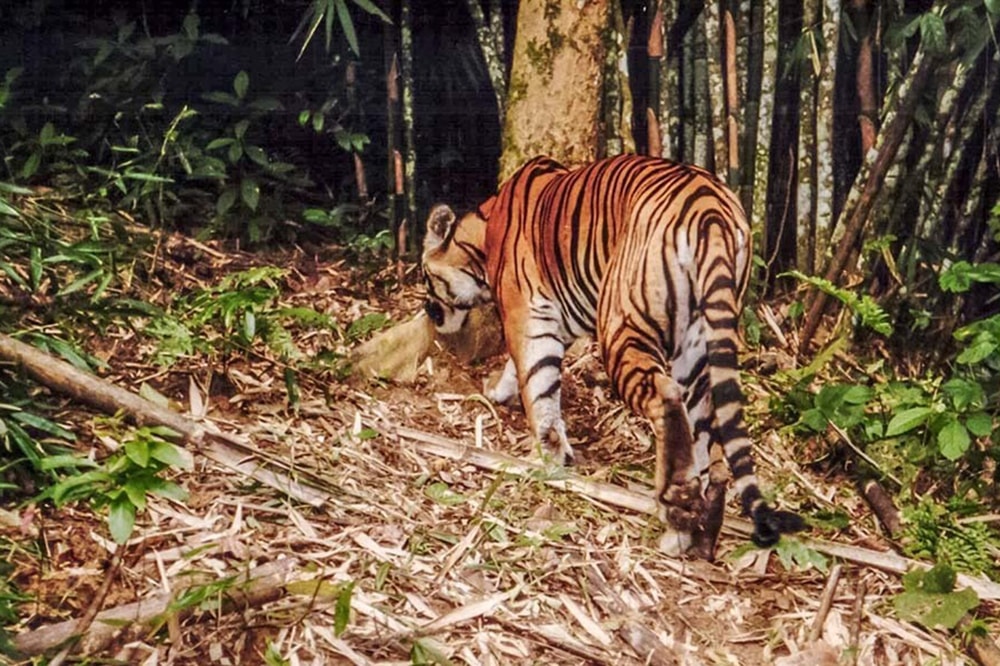 Зернисте фото тигра у В'єтнамі