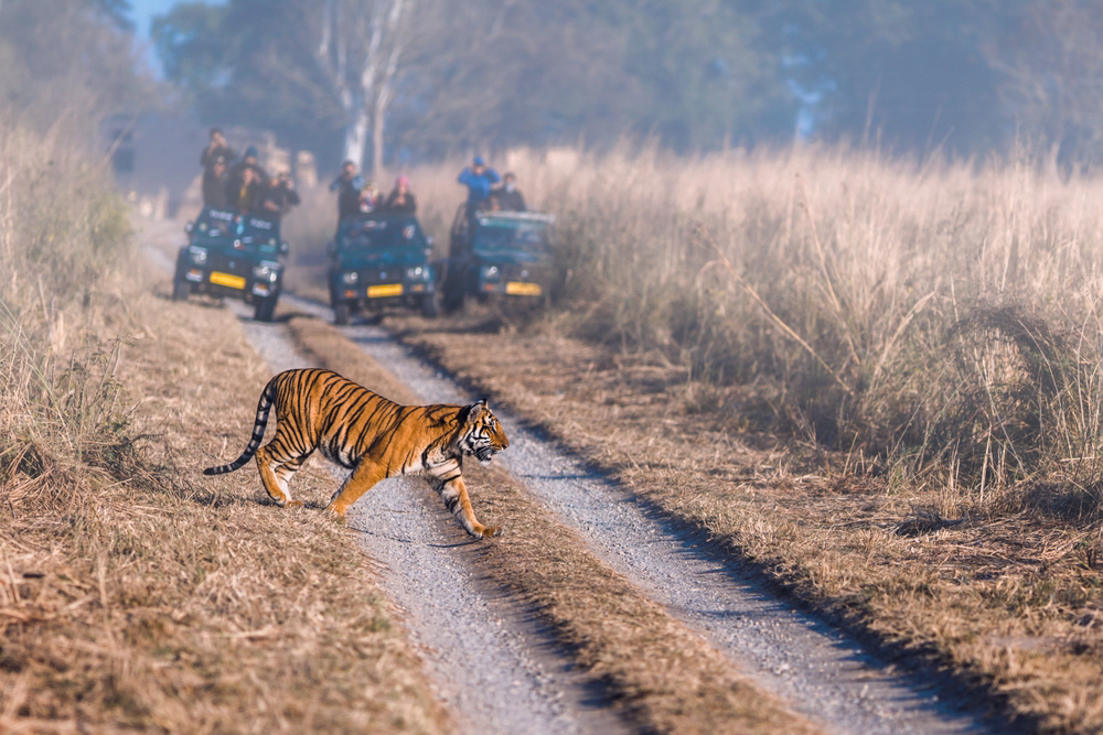 Тигр перетинає дорогу в сухій траві в національному парку Джима Корбетта
