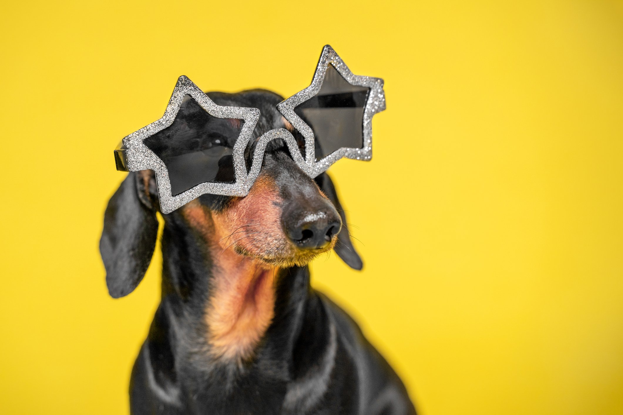 Portrét chladného psa jezevčíka s černostříbrnými brýlemi ve tvaru hvězdy na večírek, který sedí na žlutém pozadí