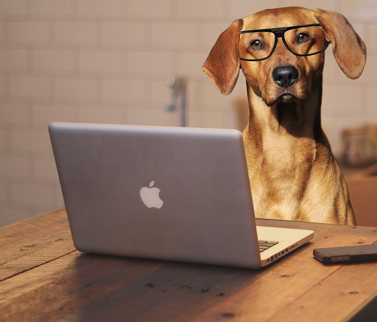 žlutý pes v brýlích sedí u počítače