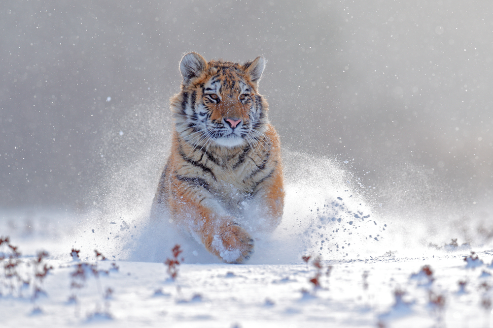 Сибірський тигр у Росії – одна з країн, де можна побачити тигрів у дикій природі