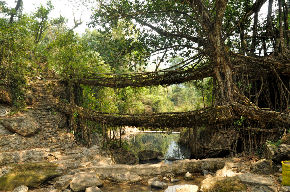 Двопалубний живий корінь Міст у Черрапунджі