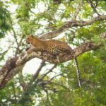 Найкращий національний парки на Шрі-Ланці для леопардів — це Яла