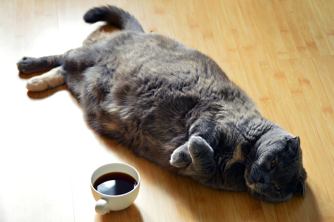 tlustá šedá kočka natažená na dřevěné podlaze vedle šálku kávy
