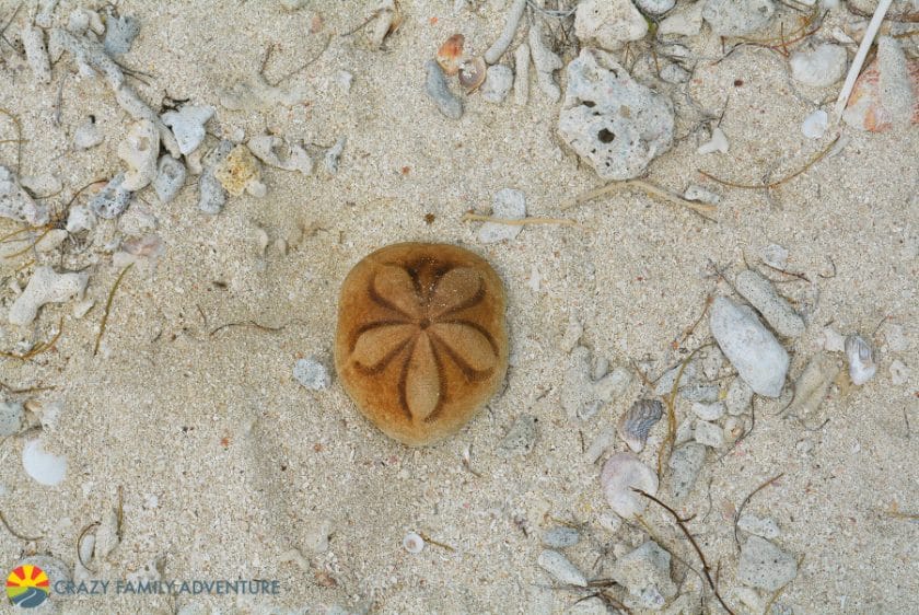 sand-dollar