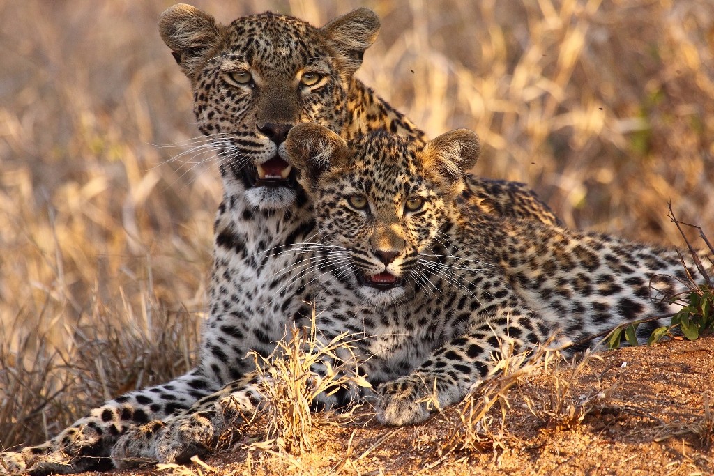 Leopard Safari in Rajasthan