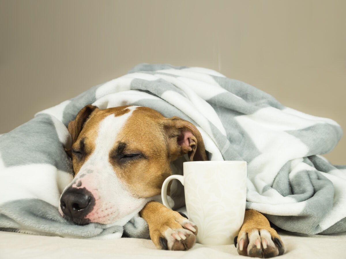 pes spí pod dekou s kávou