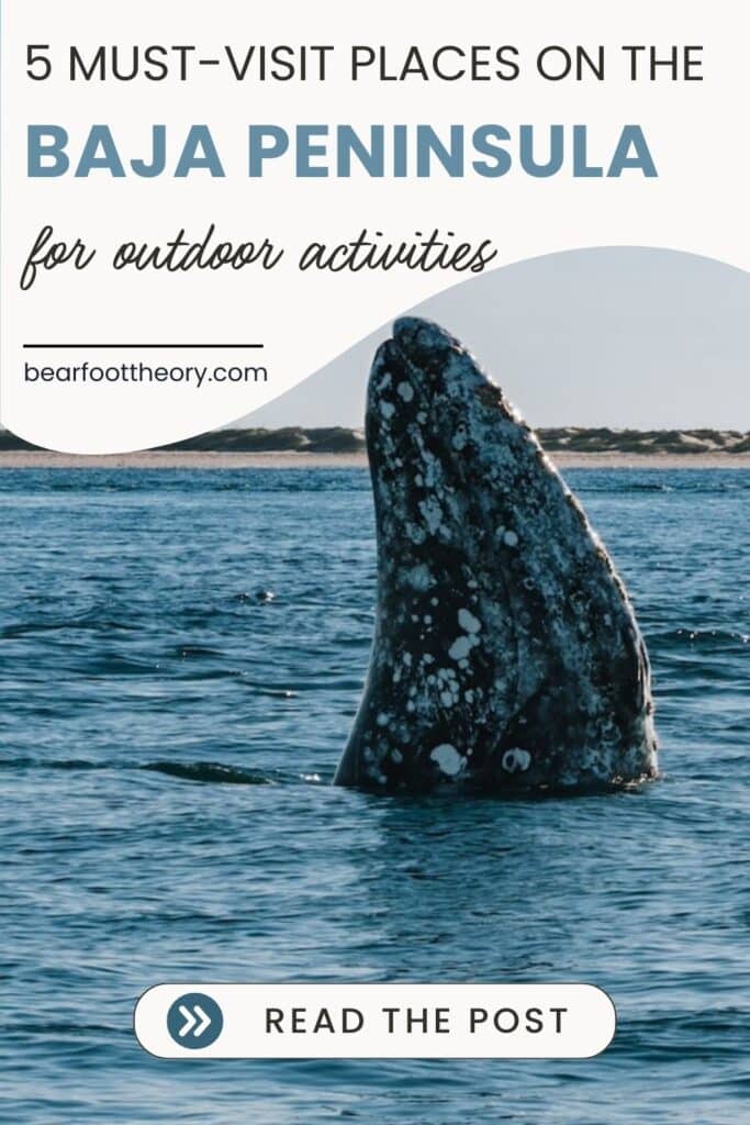 Зображення кита біля узбережжя Баха, яке можна закріпити, зі словами "5 місць, які варто відвідати на півострові Баха для активного відпочинку"