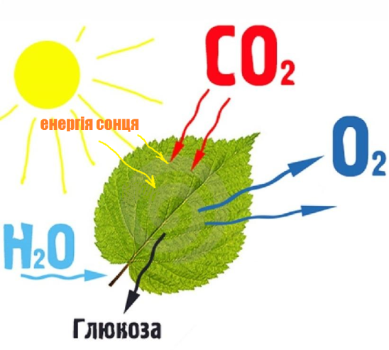 Фотосинтез - Що таке фотосинтез?