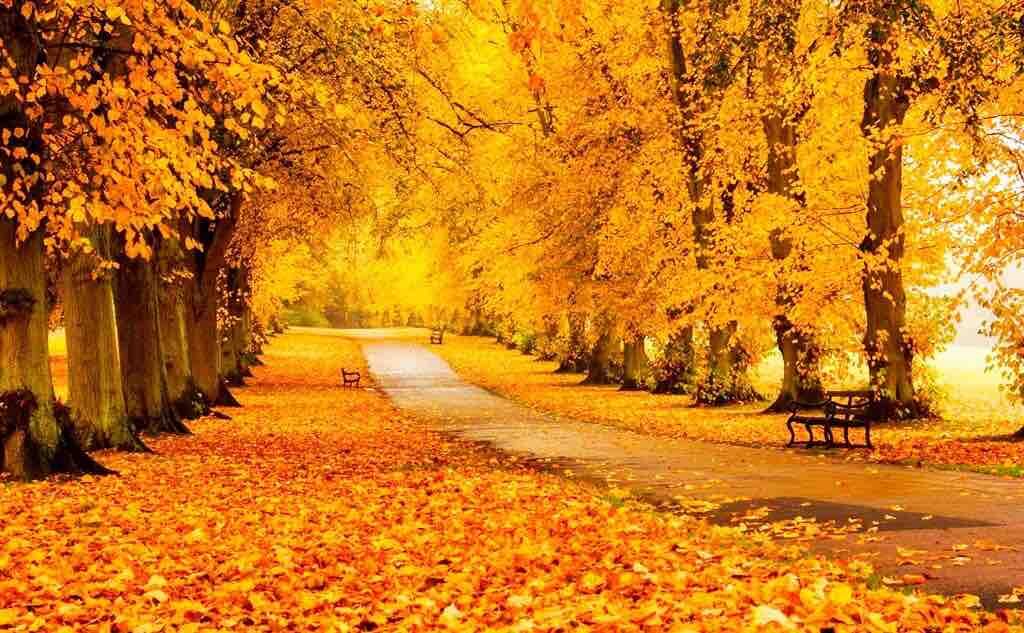 Осінь - Твори та вірші про осінь!