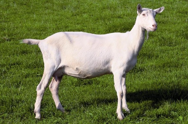 Породи кіз - Які найкращі породи молочних кіз?
