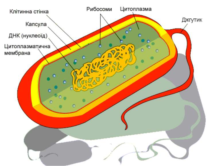 Прокаріоти - Що таке прокаріоти та яка їх будова?