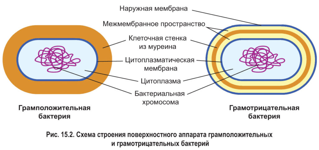 Прокаріоти - Що таке прокаріоти та яка їх будова?