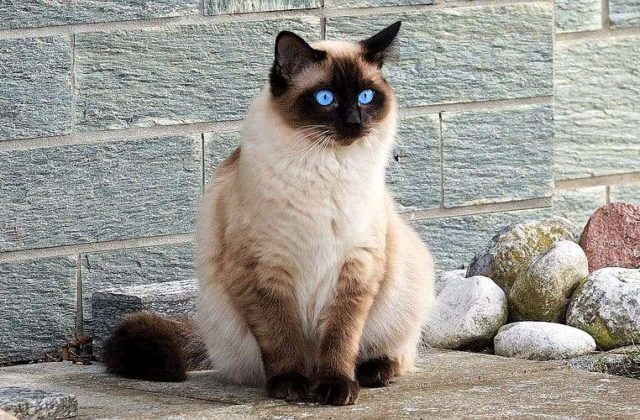 Сіамська кішка - опис, догляд, хвороби та багато цікавого про сіамську кішку