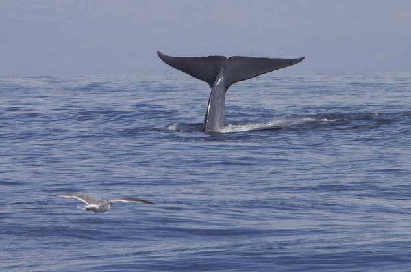 Синій кит - де живе і чим харчується синій кит, опис, характеристика та цікаві факти