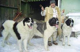 Українські породи собак - Самі популярні українські породи собак