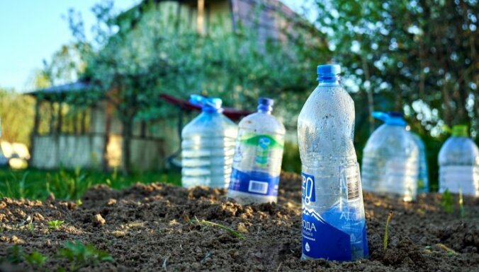 Як допомогти рослинам пережити спеку