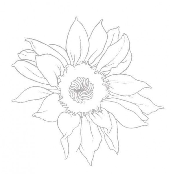 Як намалювати соняшник - малюємо соняшник олівцем і соняшник у вазі