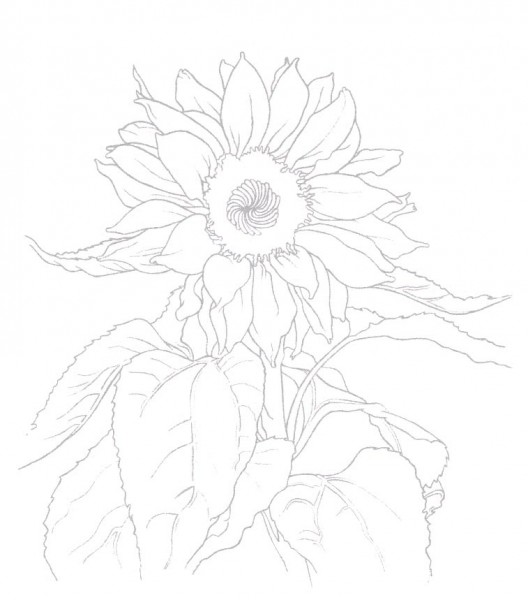 Як намалювати соняшник - малюємо соняшник олівцем і соняшник у вазі