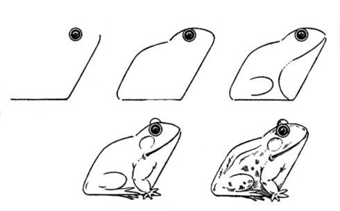 Як намалювати жабу - вчимося малювати жабу по кроково