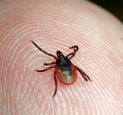 Чем важны уничтожения клещей и внедрение системы HACCP для современного бизнеса