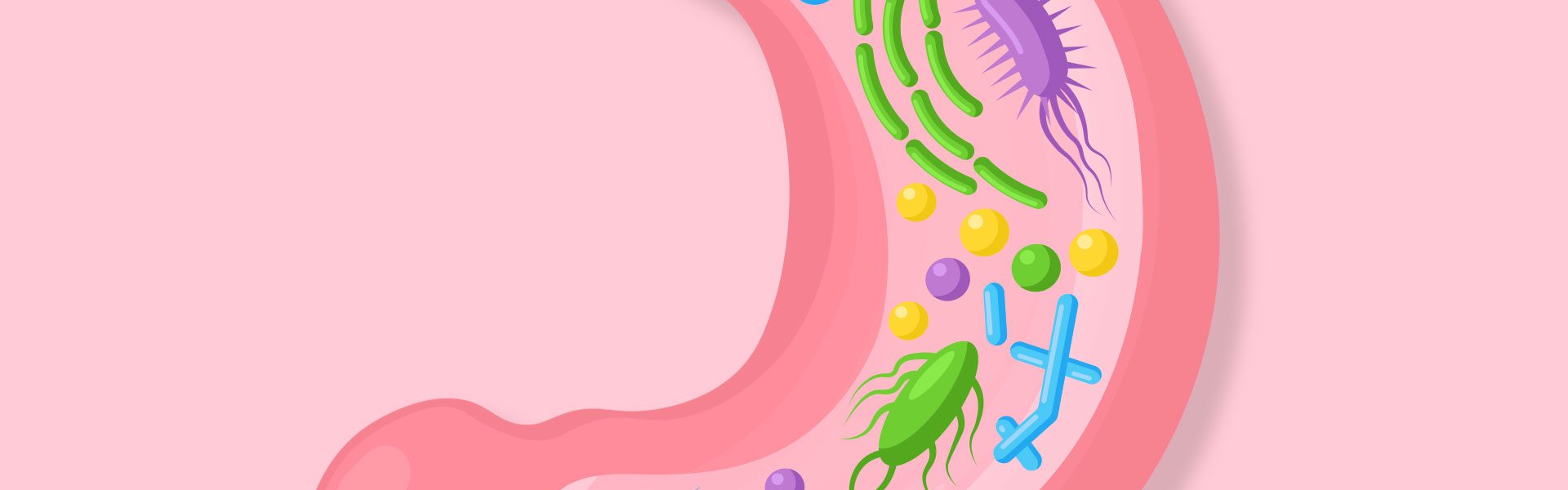 Пребиотики для восстановления микрофлоры кишечника после антибиотиков: как быстро нормализовать пищеварение и избежать дисбактериоза